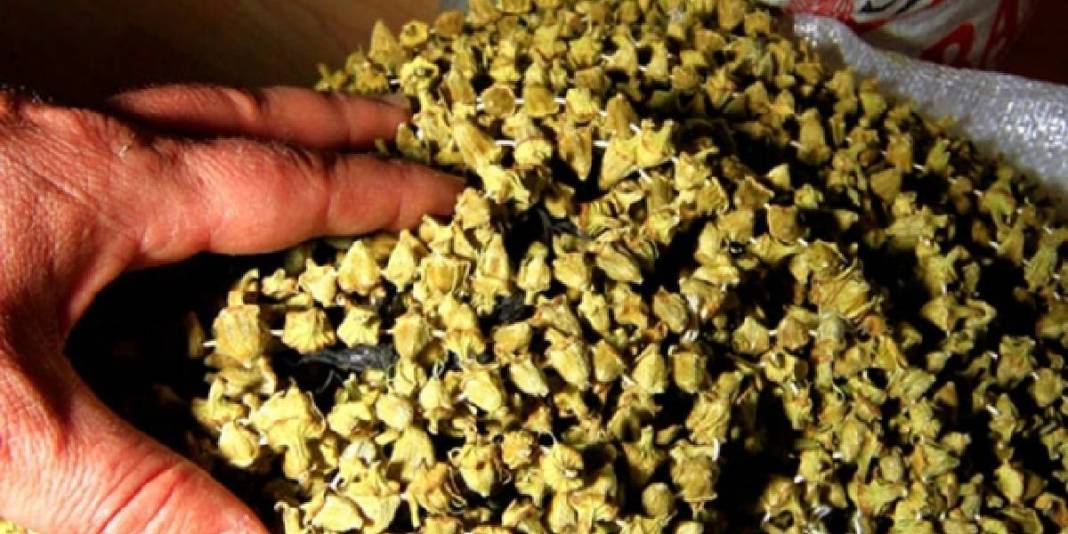 Seveni az ama faydası çok: Kilosu 3.500 TL’ye ulaştı! 3